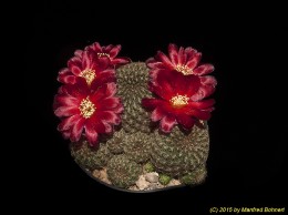 Sulcorebutia steinbachii v. tintinensis EH6266-3 2060